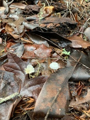 Marasmius calhouniae