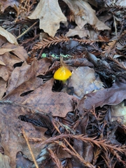 Hygrocybe singeri