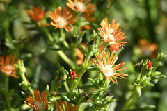 Delosperma testaceum