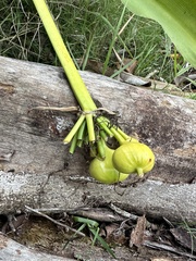 Crinum americanum