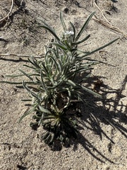 Johnstonella angustifolia