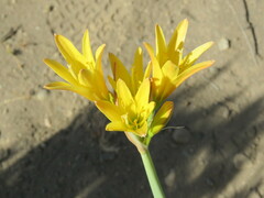 Zephyranthes gilliesiana
