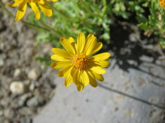 Haplopappus glutinosus