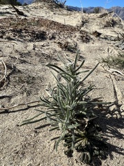 Johnstonella angustifolia