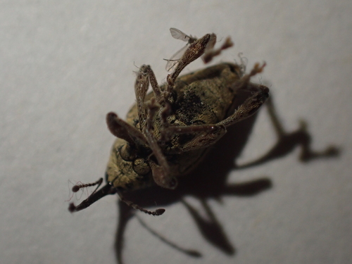 nosáčik lieskový (Curculio nucum)
