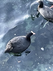 Fulica atra atra