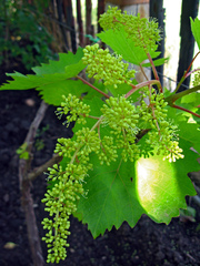 Vitis vinifera vinifera