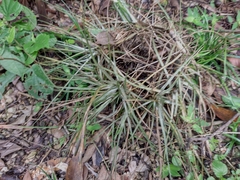 Tillandsia schiedeana
