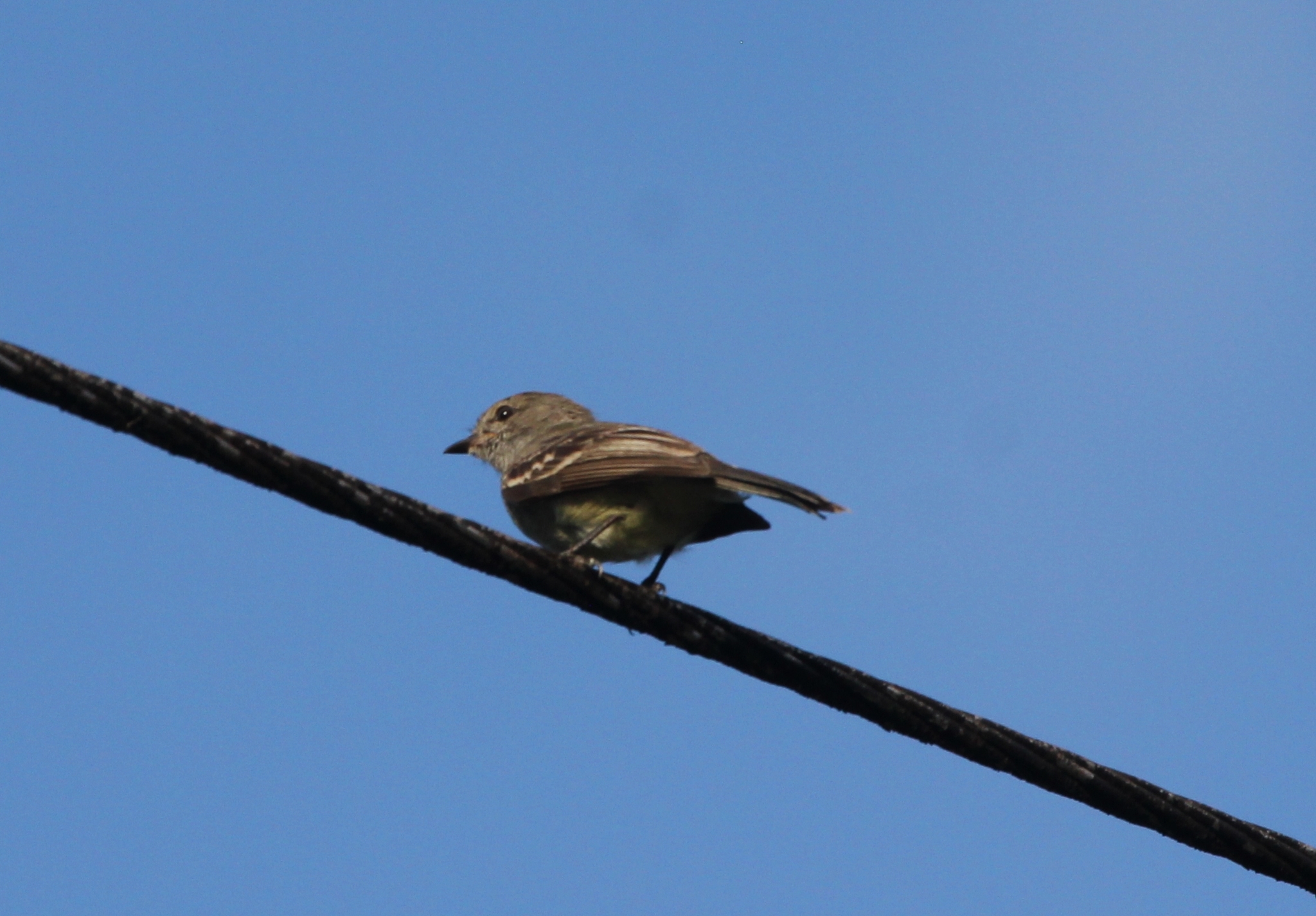 Amazonian Scrub Flycatcher (Sublegatus obscurior), photo 9