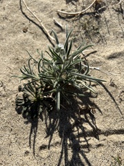 Johnstonella angustifolia