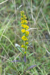 Solidago uliginosa