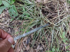 Tillandsia schiedeana