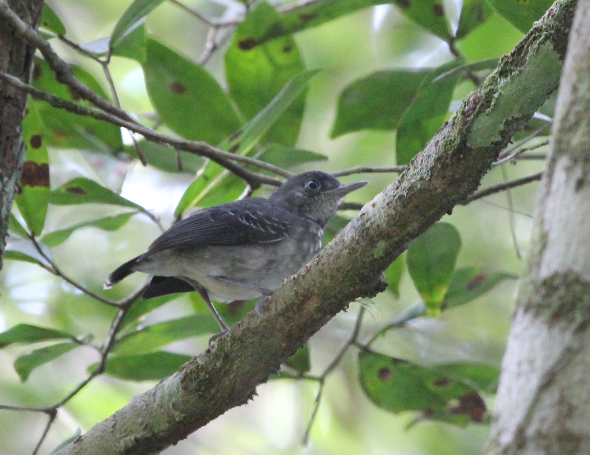 Black-chinned Antbird (Hypocnemoides melanopogon), photo 6