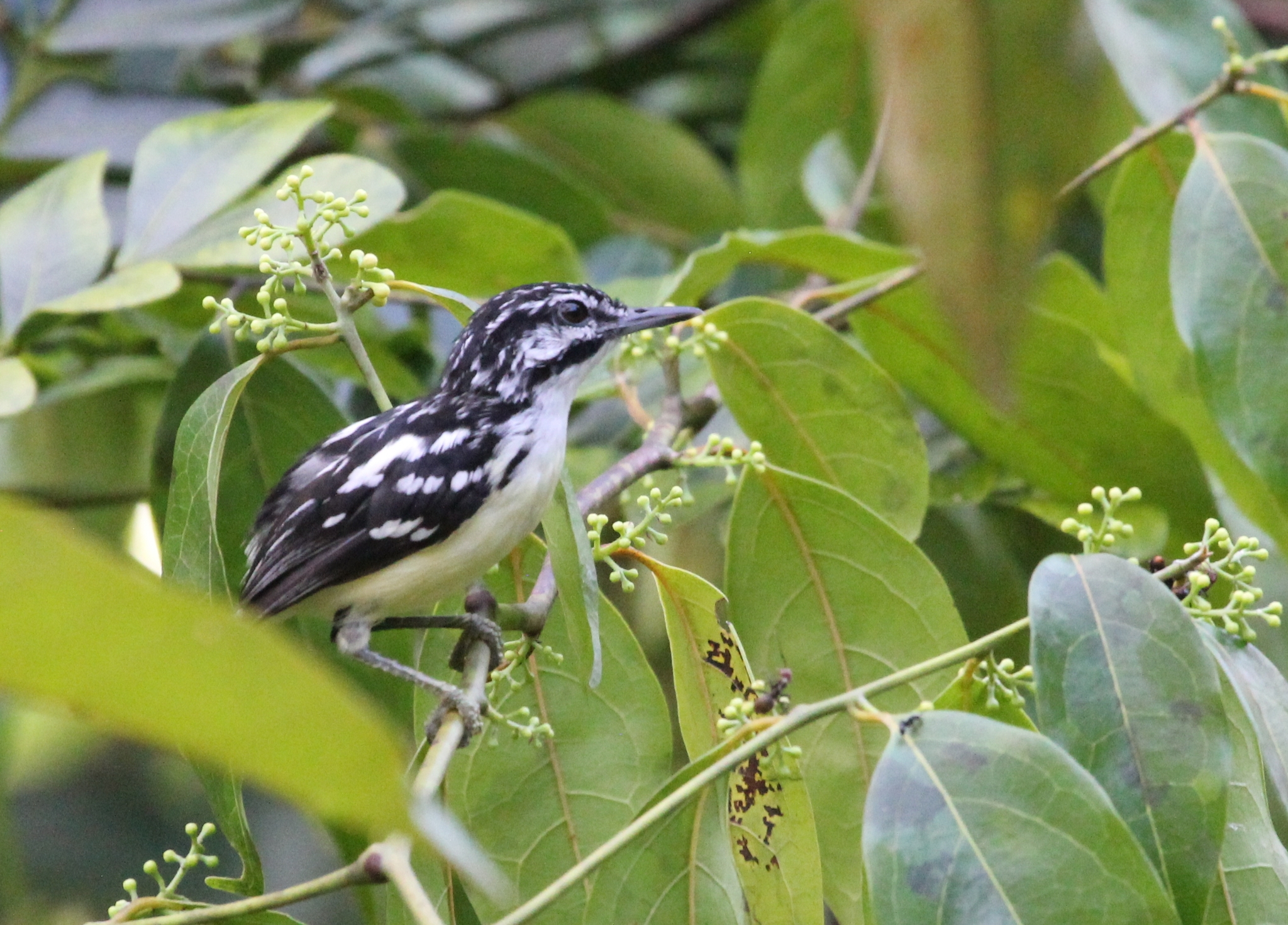 Moustached Antwren (Myrmotherula ignota), photo 10