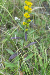 Solidago uliginosa
