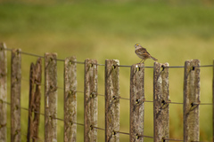 Ammodramus humeralis