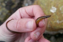 Nerophis lumbriciformis