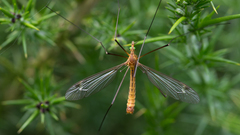 Tipula lunata