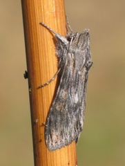 Cucullia xeranthemi