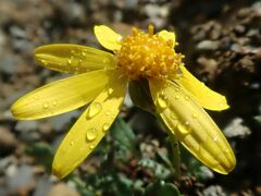 Packera hyperborealis