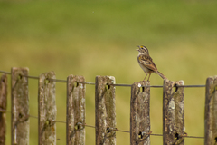 Ammodramus humeralis