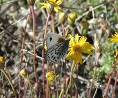 Argyrophorus argenteus