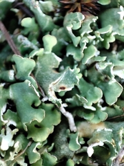 Cladonia foliacea