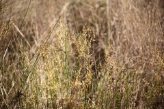 Melinis repens