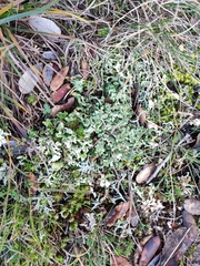 Cladonia foliacea