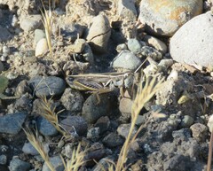 Dichroplus pratensis