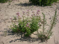 Saponaria officinalis