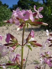 Saponaria officinalis