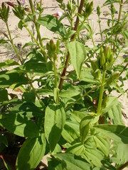 Saponaria officinalis