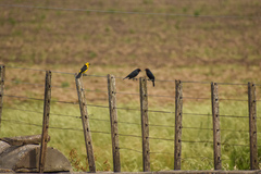 Chrysomus ruficapillus