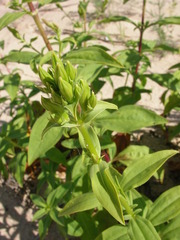 Saponaria officinalis
