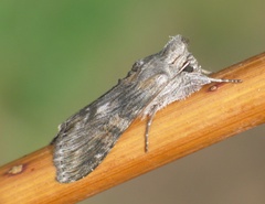 Cucullia xeranthemi
