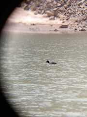 Fulica cornuta