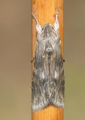 Cucullia xeranthemi