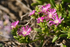 Delosperma