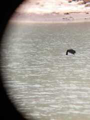 Fulica cornuta