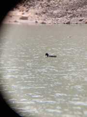 Fulica cornuta