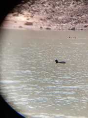 Fulica cornuta