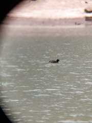 Fulica cornuta