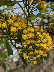 Delairea odorata