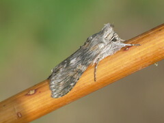 Cucullia xeranthemi