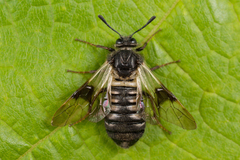 Abia fasciata