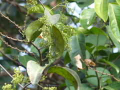 Reissantia grahamii