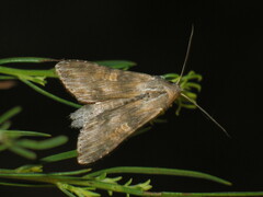 Cucullia xeranthemi