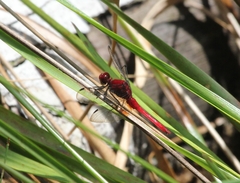 Erythrodiplax castanea