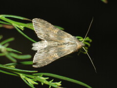 Cucullia xeranthemi